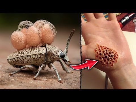 Top 10 Most Dangerous Bugs in the World | FactEX