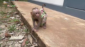 Adorable Jenna Crawling Look Under Chair To Exploring At Outdoor | Monkey Dodo