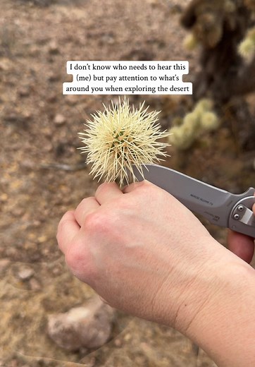 Surviving Cholla Cactus Attacks in the Arizona Desert