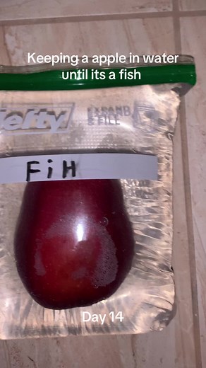 Day 14#sciencefun #viralchallenge #pleasedontflop #appleexperiment #appleinwater