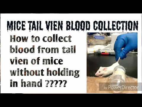 Blood sampling from tail vien of mouse, Research Technique