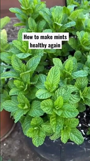 How to grow mint at home | How to grow mint from cuttings | Plant care tips #plantpropagation #viral