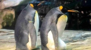 Gay penguins adopt egg after trying to hatch stone