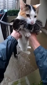 Hero Saves Cat and Her Kitten from Flooding Charleston, South Carolina — April 22, 2025 Record-breaking rainfall turned the streets of Charleston into rushing rivers yesterday, leaving many local residents and animals scrambling for higher ground as water levels rose rapidly. The sudden deluge overwhelmed drainage systems, trapping several neighborhood pets in the rising tide before emergency services could arrive on the scene. A heart-wrenching video captured a local resident braving the cold,