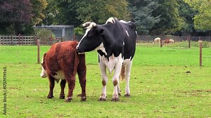 Close up view of cows and calves in green rural paddocks, livestock farming, long horns and diary cows, England UK