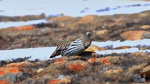 Tibetan Snowcocks (藏雪鸡,Tetraogallus tibetanus), in Gansu province. It is under second-class state protection in #China. ❤❤❤ #Nature #Peace #wildlife #Chinese #love #travel | Lin hillside