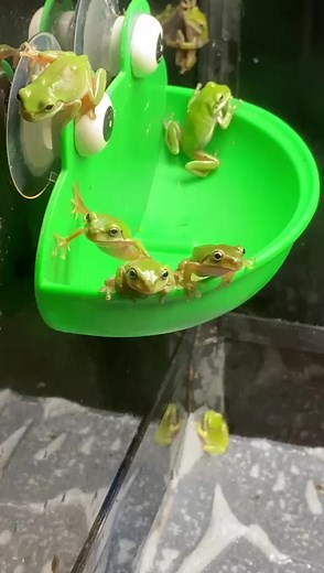 Blue Phase White's Treefrog, 2cm juveniles. They will start developing the blue coloration around 3.75cm with stronger intensity as they mature. Iwarna Aquafarm | Iwarna Aquafarm