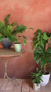 華 UK-grown house plants are here! 華 The weather is getting...