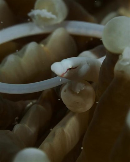Pipefishes and ghost pipefishes are masters of disguise! With long, slender bodies and leaf-like fins, they blend into reefs and seagrass. Males carry the eggs in pipefishes, while ghost pipefishes let females do the job. Weird, wonderful, and elegant! Dive Operator: Sunset Cove Beach & Dive Resort . . . . . #pipefish | Critter Hunter
