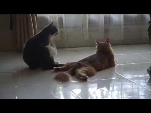 Cat Fall in Love with Two Male This Is Romantic Cat Scene