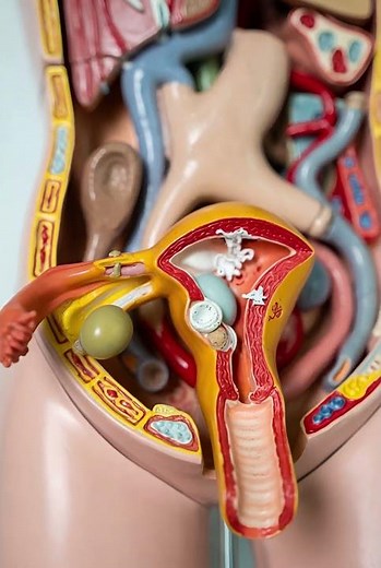 Female Menstrual Cycle Explained | Reproductive System Animation #humanbiology #anatomy