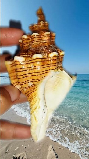 RARE Beautiful Shell‼️😲🐚#shell #seashells #seashell #rare #beautiful