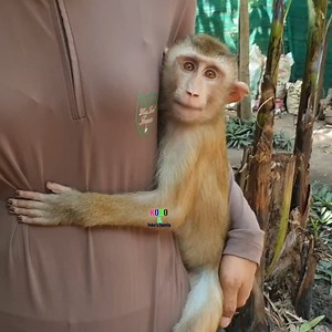 Aww cute little Yoko let mom hold as the baby, Lovely Koko & Yoko. | Monkey Koko