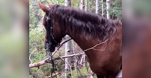 Horse Rescued From Treacherous Slope After Falling Off Grand Canyon Trail.