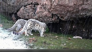 845K views · 1.7K reactions | Good morning from Lhasa, #China. Snow Leopard (雪豹,Panthera uncia) is under top-class state protection. Estimated population in #Tibet (Xizang) autonomous region alone is 2,700. It is listed as Vulnerable on the IUCN Red List because the global population is estimated to number fewer than 10,000 mature individuals. ❤田金文 ❤❤❤ #Chinese #nature #birds #wildlife #travel #peace #beauty #神奇动物在西藏 | Lin hillside | Facebook