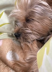 � FREE YORKIE PUPPIES ALERT! �� (Free pup alert!) We have a few adorable Yorkie puppies looking for loving forever homes! Each one has a unique personality—some playful, some cuddly, but all full of love. They’re friendly, affectionate, and ready for a fresh start. If you can provide a safe and caring home, send me a message for more details. Please share to help these sweet pups find their families! ���in Tom Hanker Gloria Montelingo Eleanore Pasquarella Cathy Rappaport Linda Woodward Tom Hanke