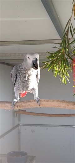 Ellie and Duke | Six Grey Parrots