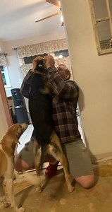 Daisy is doing REALLY well in foster care but she needs to ultimately be adopted! She's in a home with 8 other dogs. She is really good around other dogs and it would be in her best interest to be adopted into a home with another dog she meshes well with. Usually she has higher value in other dogs than humans but obviously you see when she clicks and finds the right human she's so responsive! She was adopted as a puppy and surrendered due to her owner going in for major surgery. She wasn't socia