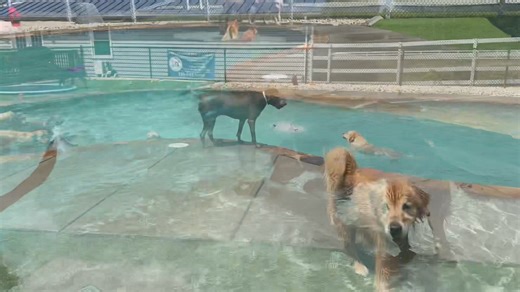 Best Friends Bed and Biscuit on Reels | Facebook