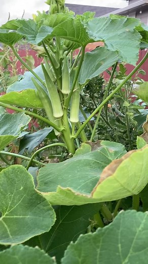 1.6K views · 31 reactions | I’m overjoyed to share that my rock...