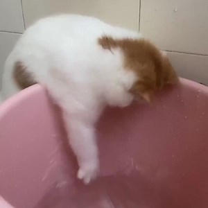 4.7K views · 459 reactions | "Ahh, this feels so satisfying..." Brought to you by Nutrition Strength: keeping your pets healthy and happy. | PetChanted | Facebook