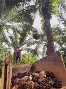 Panen Sawit Paling Berharga: Kisah Pak Supir Truk Sawit