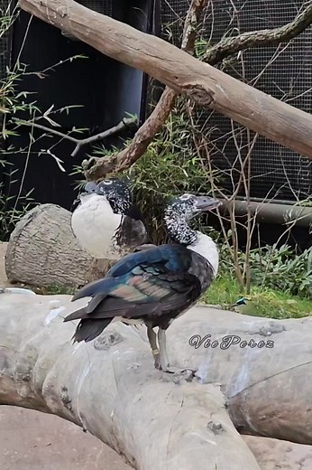 28 reactions | Ducks you can find at Houston Zoo #ducks #ducksinthepond #bird #stork #animals #wildanimals #wildlife #animals #wildanimals #wildlifelover #animallover #naturelover #fbreels #reelsviral #reels #animalreels #wildanimals #wildlifelover #naturelover #viralanimals #zoo #Houstonzoo | Vie Perez | Facebook