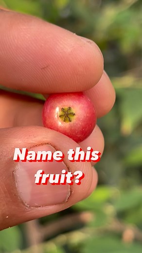 Name this fruit. What is it called in your region? #fruits #fruitstandfinds #tropicalplants #tropicalfruits #gardeningforwildlife | plantsages