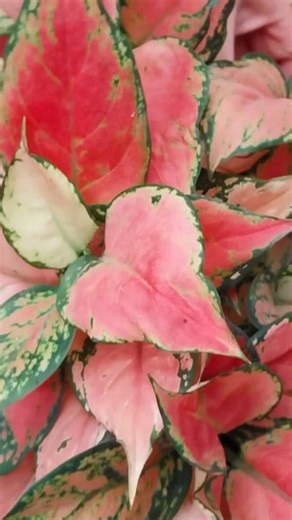 A splash of natural colors, Aglaonema 🌿💚brightens every corner with elegance. #aglaonema #plants #plantbased #plantlover #beauty #indoorplants #houseplants #garden #gardening #Amazing #viral #reels #homedecor #home #fyp #foryou | Decor & Beauty