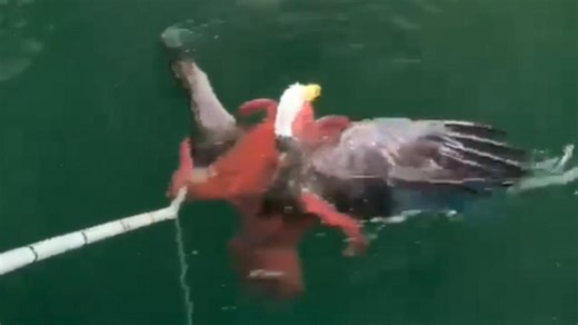 Bald Eagle Rescued From Grip Of Giant Octopus (Video)
