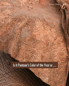 1.3K views · 18 reactions | Nature never misses a color trend 癩✨ | WWF-Philippines | Facebook