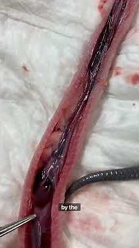 King Snake Dissection and Necropsy