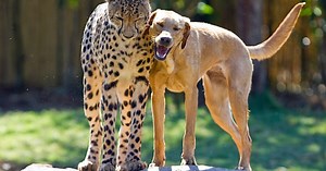 NATURE: Animal Odd Couples