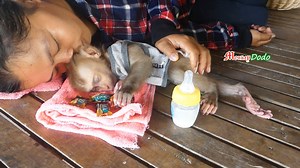 LuLu Comfy Sleep & Get Warm From Mum Napping After Lunch Time | Monkey Dodo