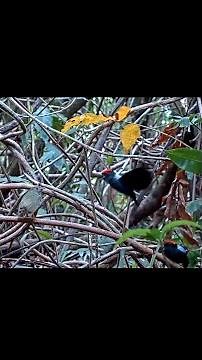 Copulation Captured On Lance-tailed Manakin Cam