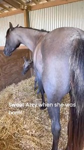 9K views · 1.2K reactions | Sweet Azzy girl the day she was born! This girl has accomplished a lot already and I look forward to continuing to show her! #rockinkquarterhorses #azzy #shesaperfectimage #gorgeous #grulla #horses #pets #fypシ | Rockin K Quarter Horses | Facebook