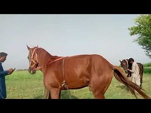 Beautiful horse video - YouTube