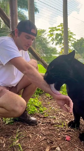 Big Cat Kisses! 😻😻 | Landon scherr