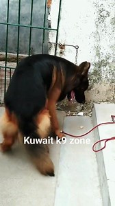 Kuwait k9 zone | Kuwait K9 Zone