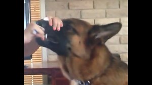 Adorable German Shepherd Thinks Toothpaste Is A Treat So Brushing Is F