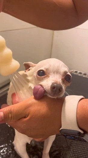 I mean come on just look at that tongue!👅 . . . . . #madithechihuahua #cutedog #dog #smalldog #seniorchihuahua #doginfluencer #dogfluencer #tinydogsofinstagram #owaowa #dogmom #dogcontentcreator #petinfluencer #whitechihuahua #chihuahualife #chihuahuamodel #dogmodel #chihuahuas #chiwawa #chihuahualove #crazychihuahua #madchi #chihuahuamom #chihuahuanation #dogvoiceover | Serena Stadler