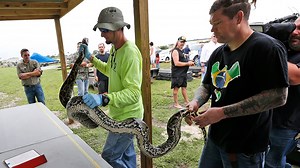 Massive 16-foot python removed from Florida Everglades