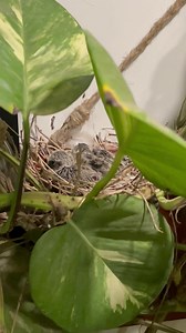 ایک فاختہ تقریباََ ۱ مہینےِ سےہمارےگارڈن می گھونسلا بنا کر بیٹھی ہوئی تھی اب ون ویک پہلی اسمی سی ۲ بچے باہرںنکلے فاختہ پورا دِناُنکے اوپر بَیٹھی رہتی تھی سب سی چھپا کر مگر آج شام سے فاختہ واپس نہیں آئی ہے مجھے بہت پریشانی ہو رہی ہے بچے ابھی بہت چھوٹے ہیں نا وہ اڑ سکتے ہیں نا ہی کچھ کھانے پینے کو ڈھونڈ سکتے ہیں مجھے اب کیا کرنا چاہئے؟؟ | Brand Deals By Misbah