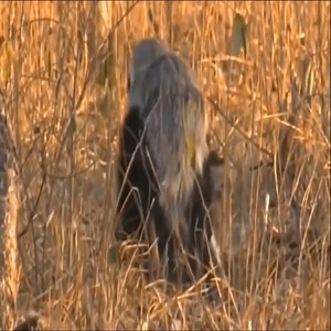 11K views · 389 reactions | Baby worms are not attacked when they are not protected by their mother Please join this page to see more Amazing Animals | Animals Nature | Facebook