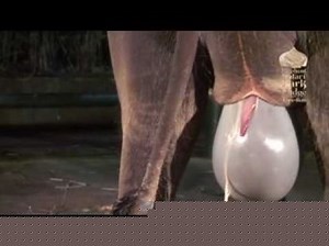 Naissance d'un éléphanteau