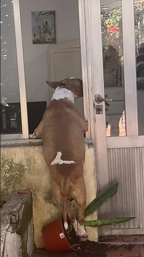 Dog Surprised While Looking Through Window || ViralHog