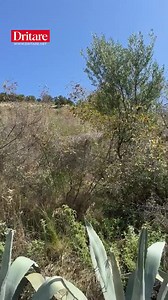 E dini pse perdoret agavia | Dritare TV