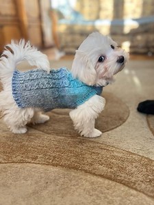 Handmade Wool Blend Dog Vest, Angora Knit Sweater for Small Breeds - Etsy Canada
