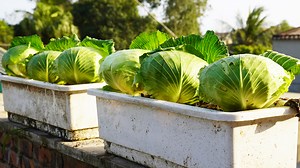 How To Grow Cabbage In Pots, Simple, Easy To Grow, Quick To Harvest Without A Garden | H&H Gardening World