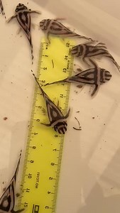 Taking preorder L46 Zebra Pleco 5cm , please PM us for more detail! | Aquatico Aquarium